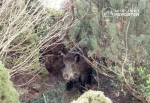 Dziki wieprz przemyka przez gęste krzewy w ogrodzie, otoczony zielenią.