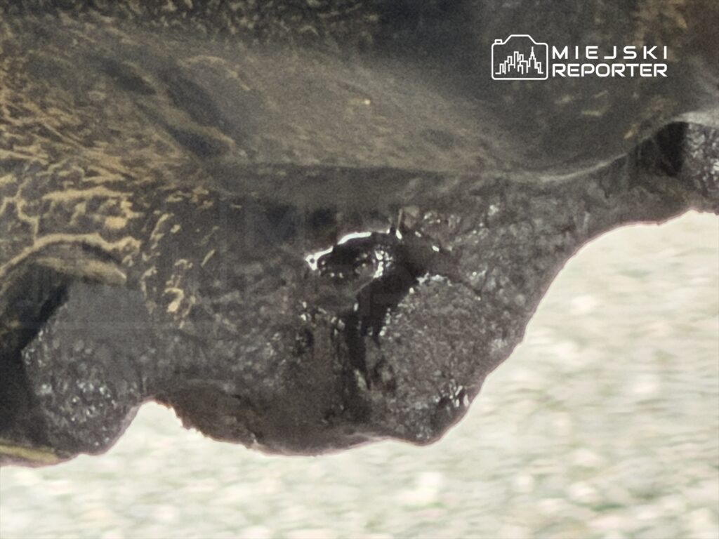 Czarna substancja cieknąca z elementu mechanicznego pojazdu na tle szarej nawierzchni drogi.