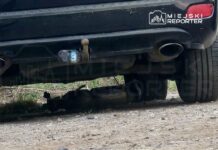 Czarny samochód zaparkowany na nieutwardzonej nawierzchni, pod nim widać czarnego kota.