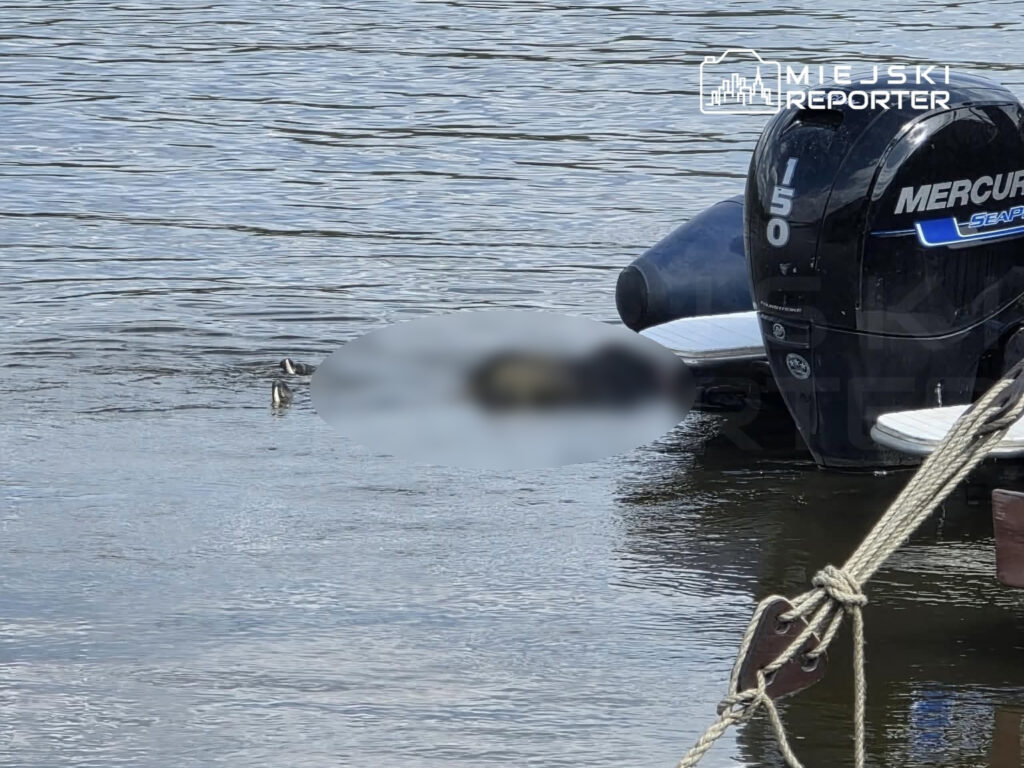 Silnik łodzi motorowej na wodzie, w tle widoczne pływające ptaki.