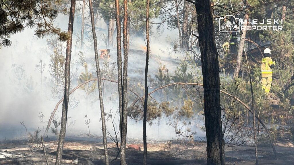 Strażacy gaszą pożar w lesie, otoczeni gęstym dymem i smolistymi drzewami.