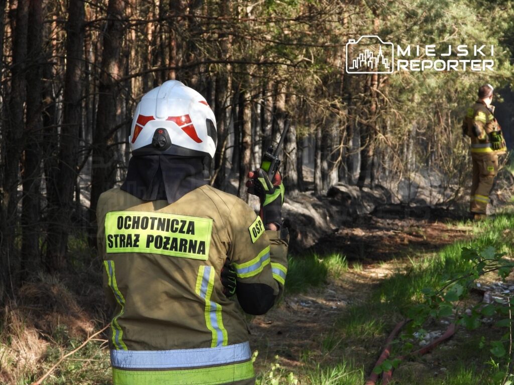 Strażak w hełmie i mundurze z napisem "Ochotnicza Straż Pożarna" używa radiotelefonu w lesie po pożarze.