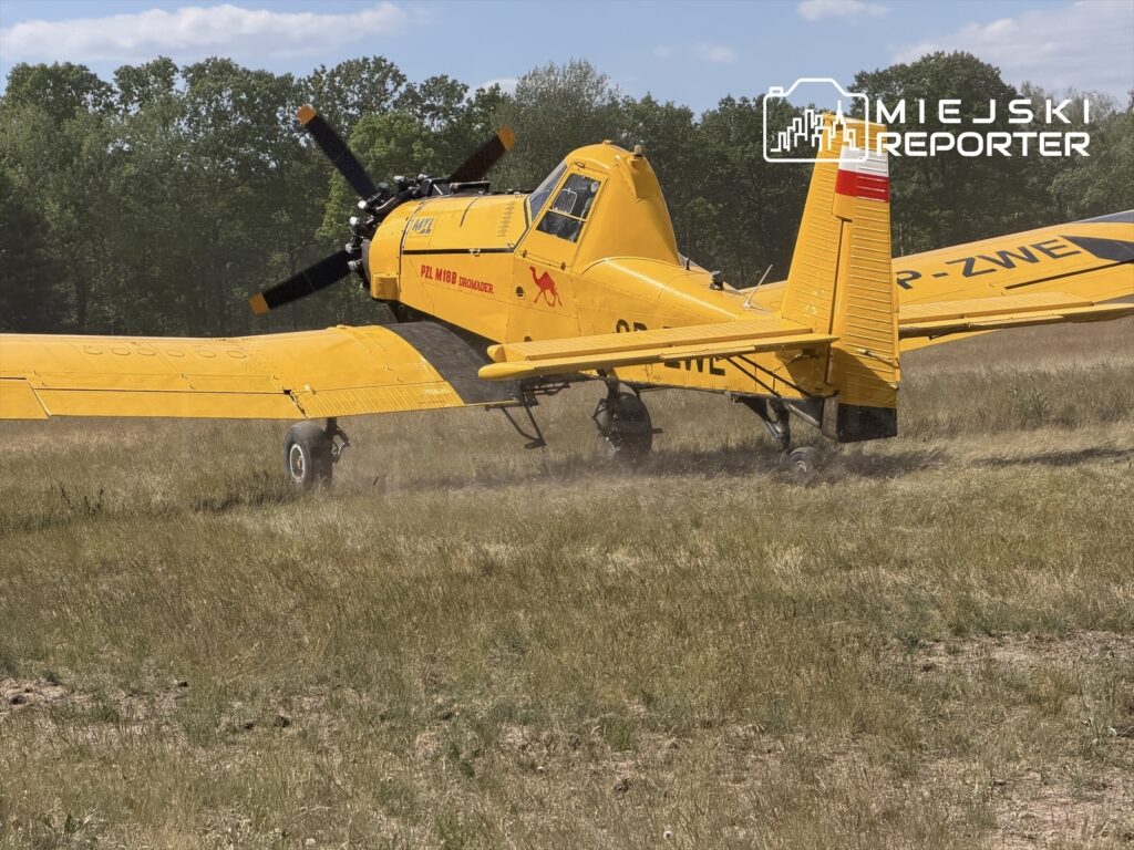 Żółty samolot rolniczy PZL M18B Brończak ląduje na polu, wzbijając chmurę kurzu wśród drzew w tle.