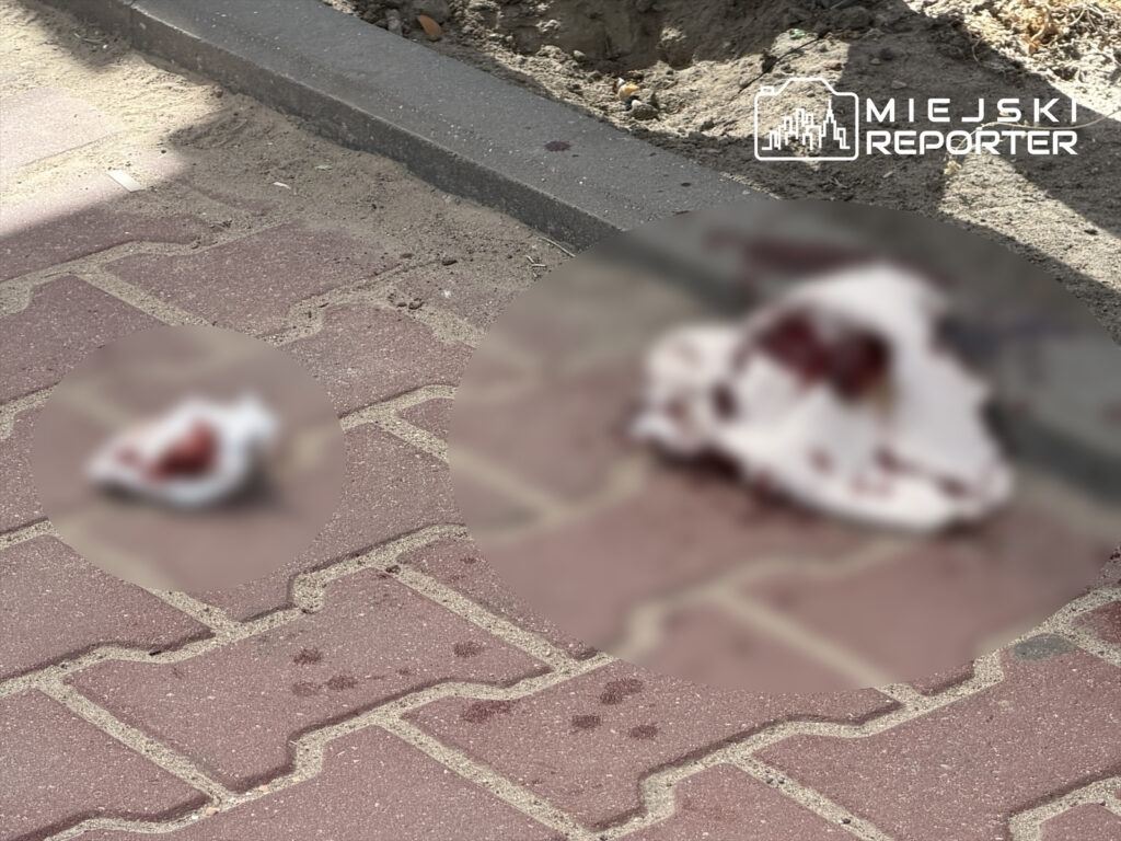 Na chodniku leżą fragmenty materiału z plamami krwi, w pobliżu widoczny piasek i wyłożone kostką płyty.