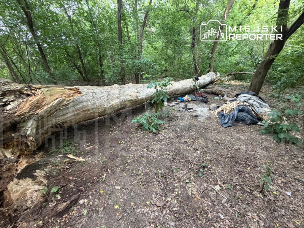W lesie leży powalony pień drzewa, obok znajduje się zniszczony materiał i różne przedmioty.