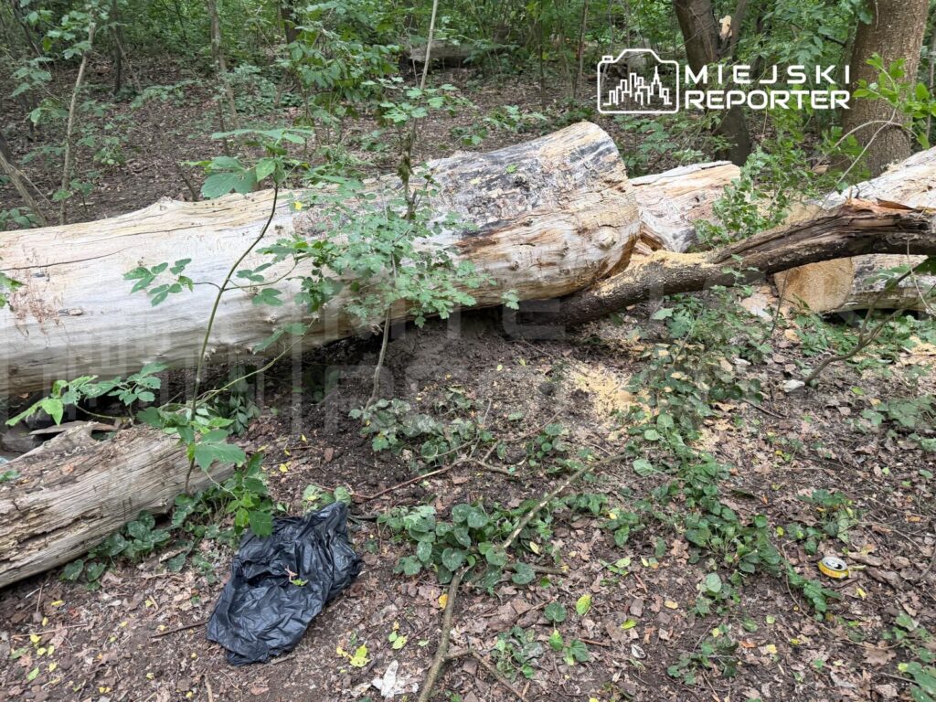 W lesie leży powalony pień drzewa, otoczony zielonymi roślinami i liśćmi, obok czarna torba na ziemi.