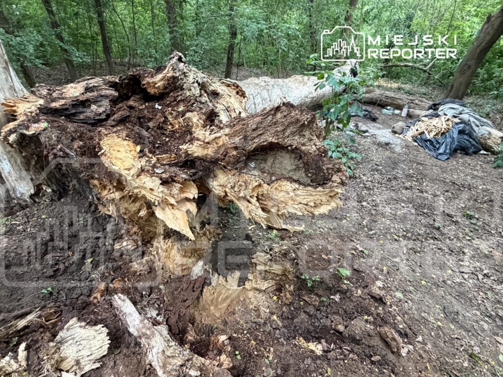 W lesie leży powalony pień drzewa z odsłoniętą, porowatą strukturą i widocznymi śladami rozkładu. W tle widać składowane drewno i fragmenty materiałów.