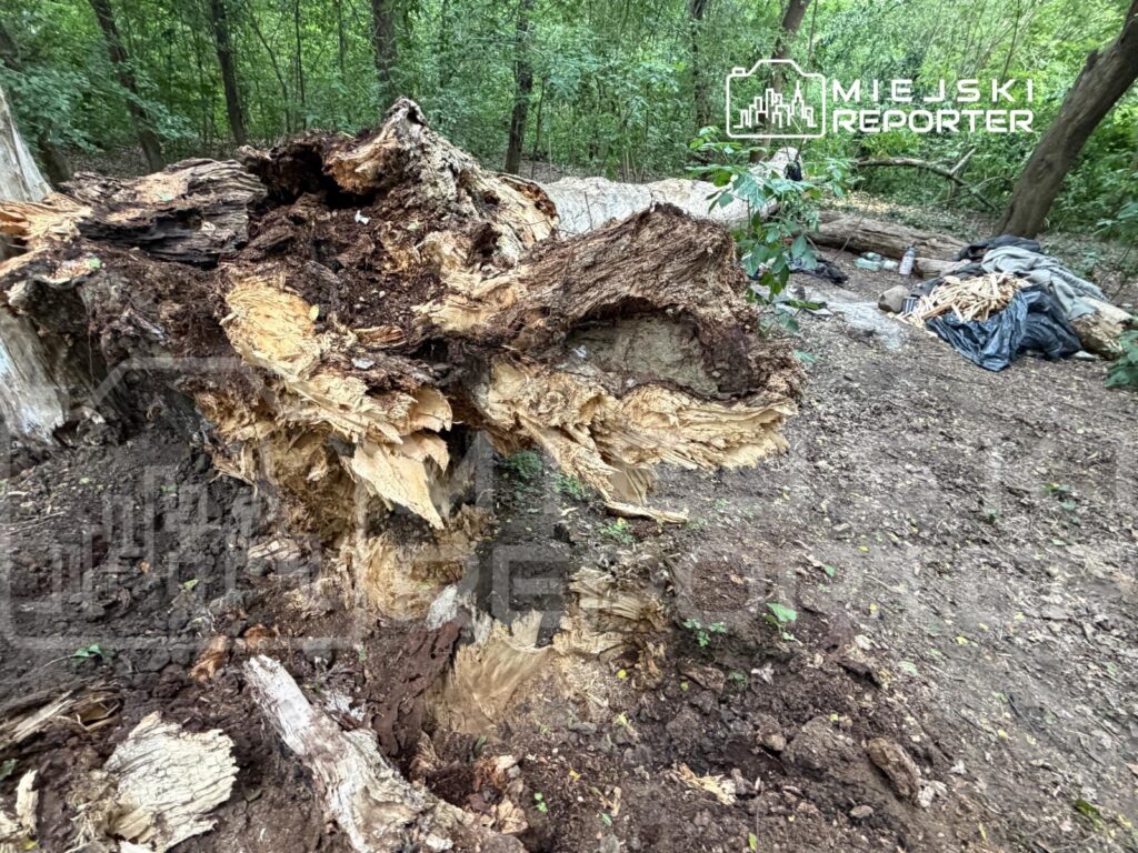Wyrwany pień drzewa z widocznymi warstwami drewna w lesie, w tle resztki gałęzi i fragmenty materiałów.