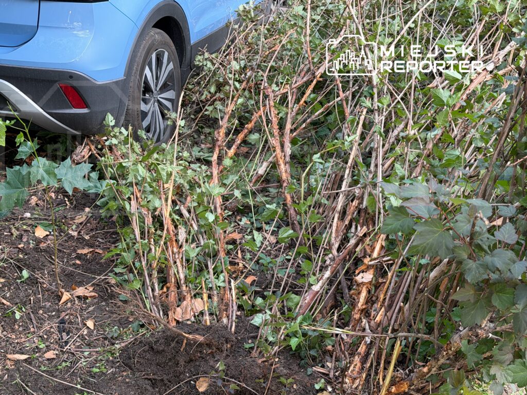 Niebieski samochód osobowy zaparkowany obok zarośli z przyciętymi gałęziami i zielonymi liśćmi.