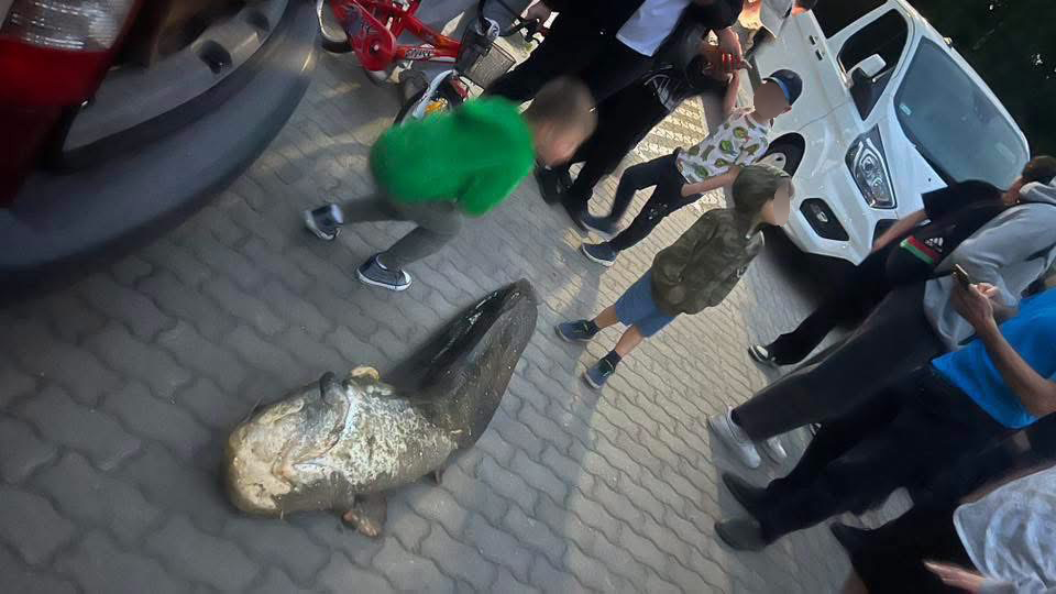 Grupa dzieci bawi się w pobliżu dużej ryby leżącej na chodniku, obok zaparkowanych samochodów.