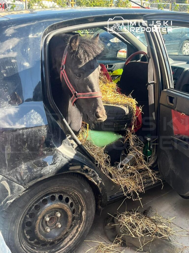 Kucyk z czerwoną uprzężą wystawia głowę przez otwarte drzwi czarnego samochodu, wypełnionego sianem.