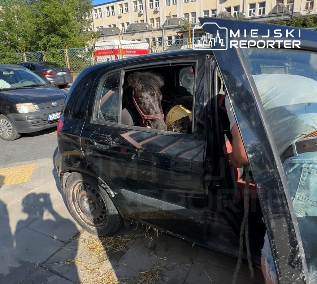 Czarne auto z otwartymi drzwiami, w którym znajduje się mały koń, a obok stoi mężczyzna trzymający sznur.