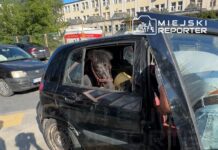 Czarne auto z otwartymi drzwiami, w którym znajduje się mały koń, a obok stoi mężczyzna trzymający sznur.
