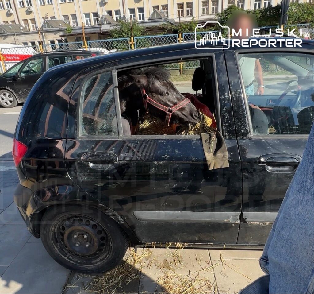 Czarny samochód osobowy zaparkowany na ulicy, w którym przez otwarte okno wystaje koń na sianie.