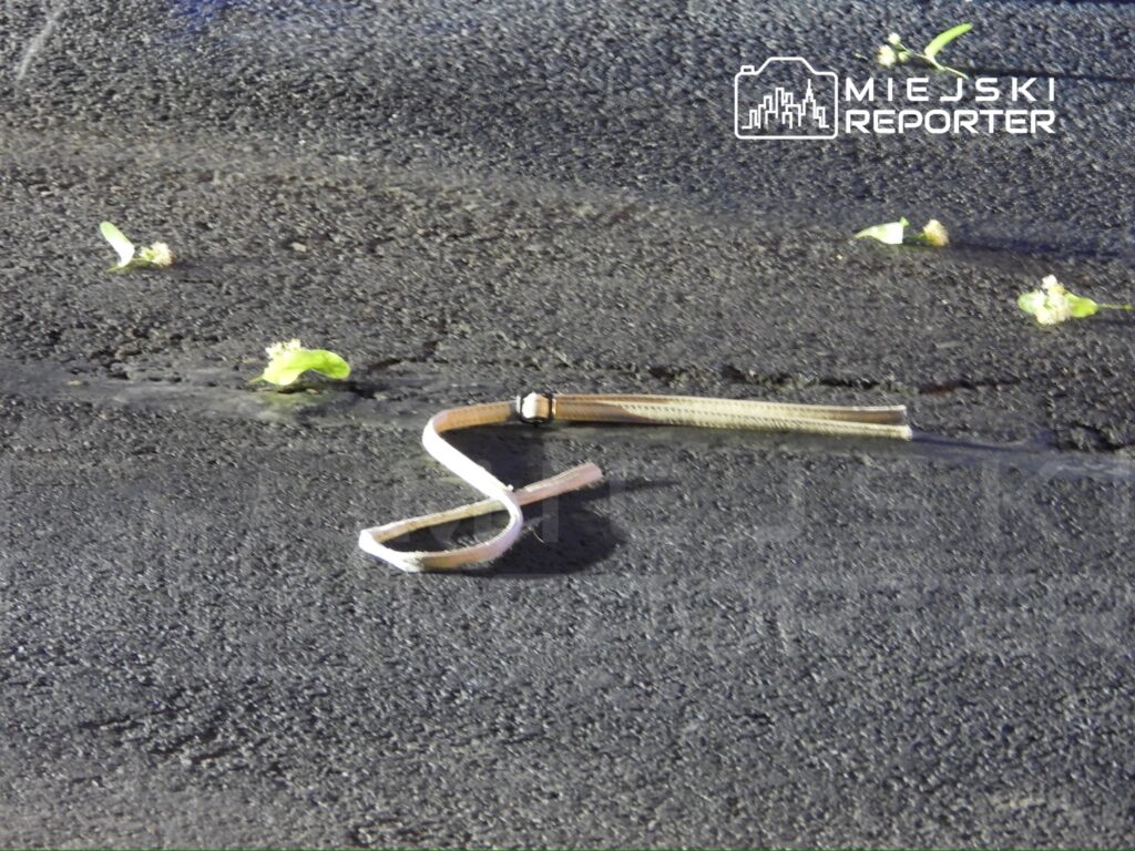 Na asfaltowej nawierzchni leży złamany pasek z klamrą obok kilku zielonych liści.