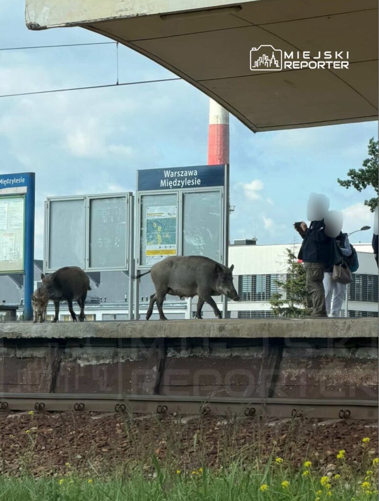 Dwie dziki spacerujące po peronie na stacji kolejowej w Warszawie, obok pasażerów czekających na pociąg.