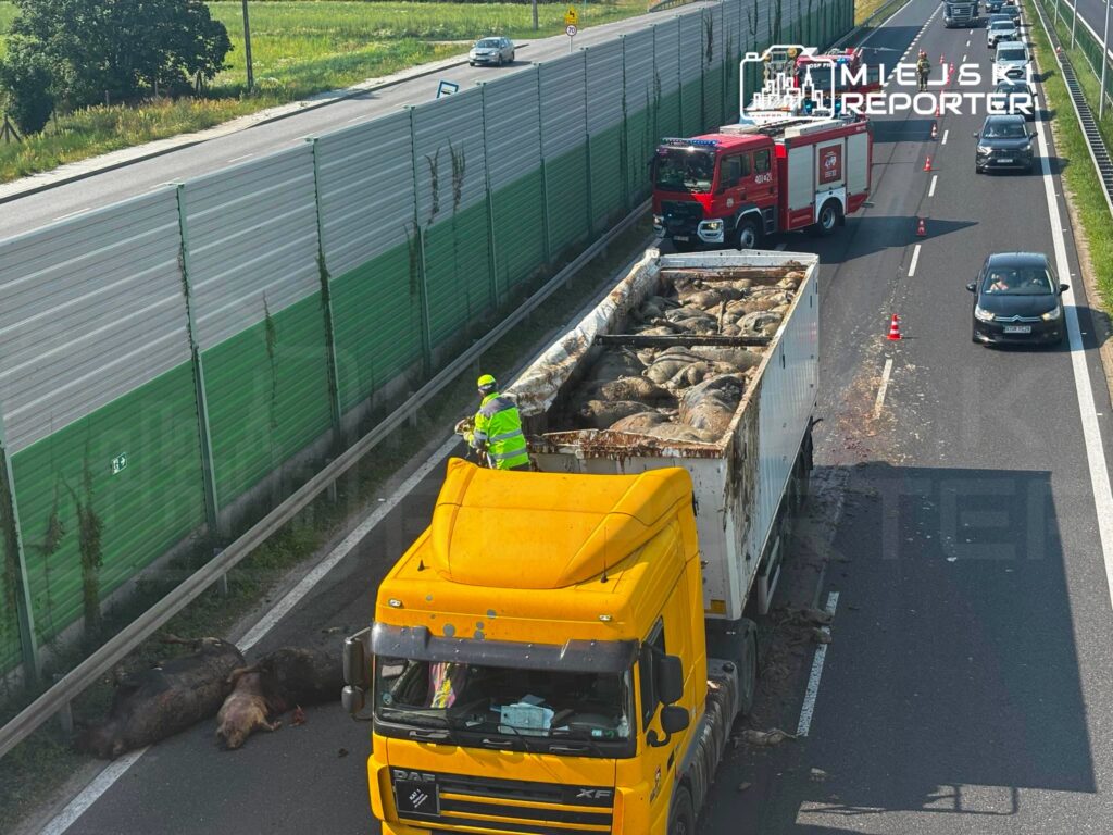 Na jezdni leży kilka martwych zwierząt, a strażak w żółtej kamizelce zabezpiecza miejsce zdarzenia obok ciężarówki.