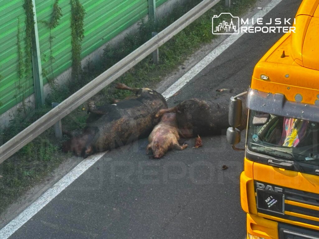 Na drodze leżą martwe zwierzęta, obok nich przejeżdża pomarańczowy ciężarówka. Zielona ogrodzenie w tle.