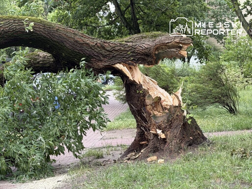 Połamane konary drzewa leżą na trawniku, obok ścieżki, w otoczeniu zieleni i krzewów.