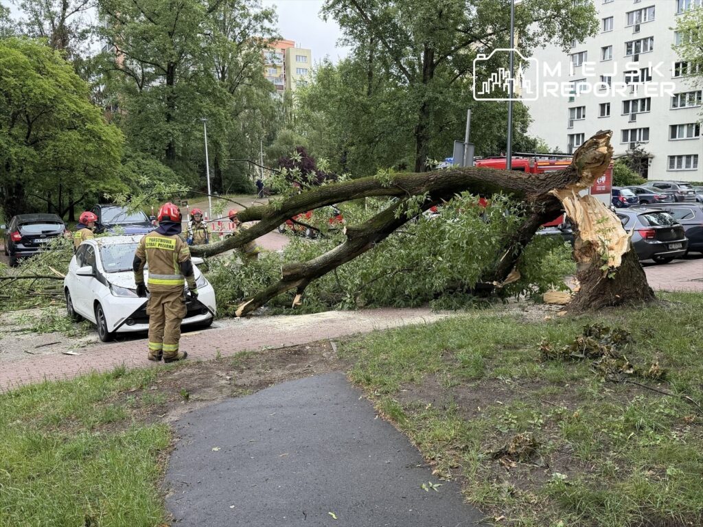 Strażacy w hełmach i mundurach pracują nad usunięciem powalonego drzewa, które przygniotło biały samochód osobowy.