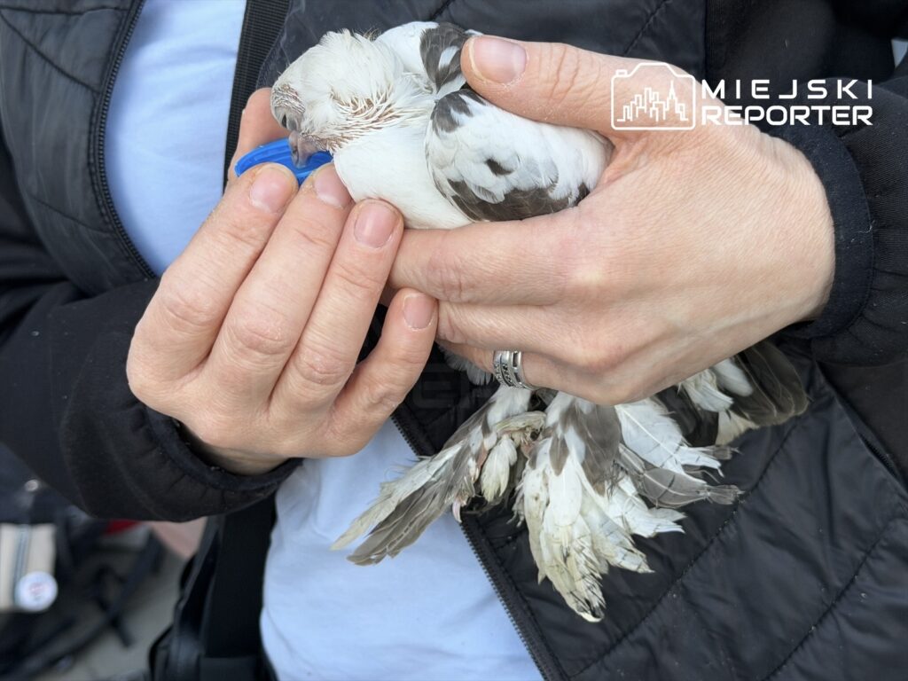 Kobieta w czarnej kurtce trzyma w dłoniach rannego gołębia, podając mu niebieski przedmiot do picia.