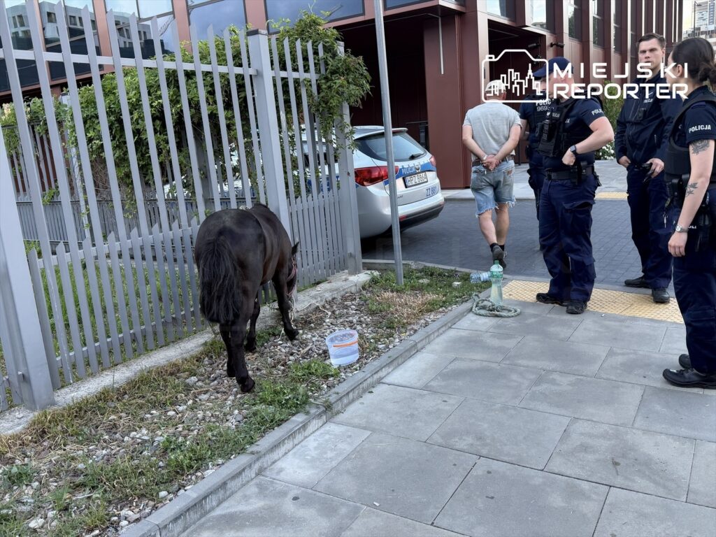Czarny koń stoi przy ogrodzeniu, obok mężczyzny w krótkich spodniach, podczas interwencji policji w miejskim otoczeniu.