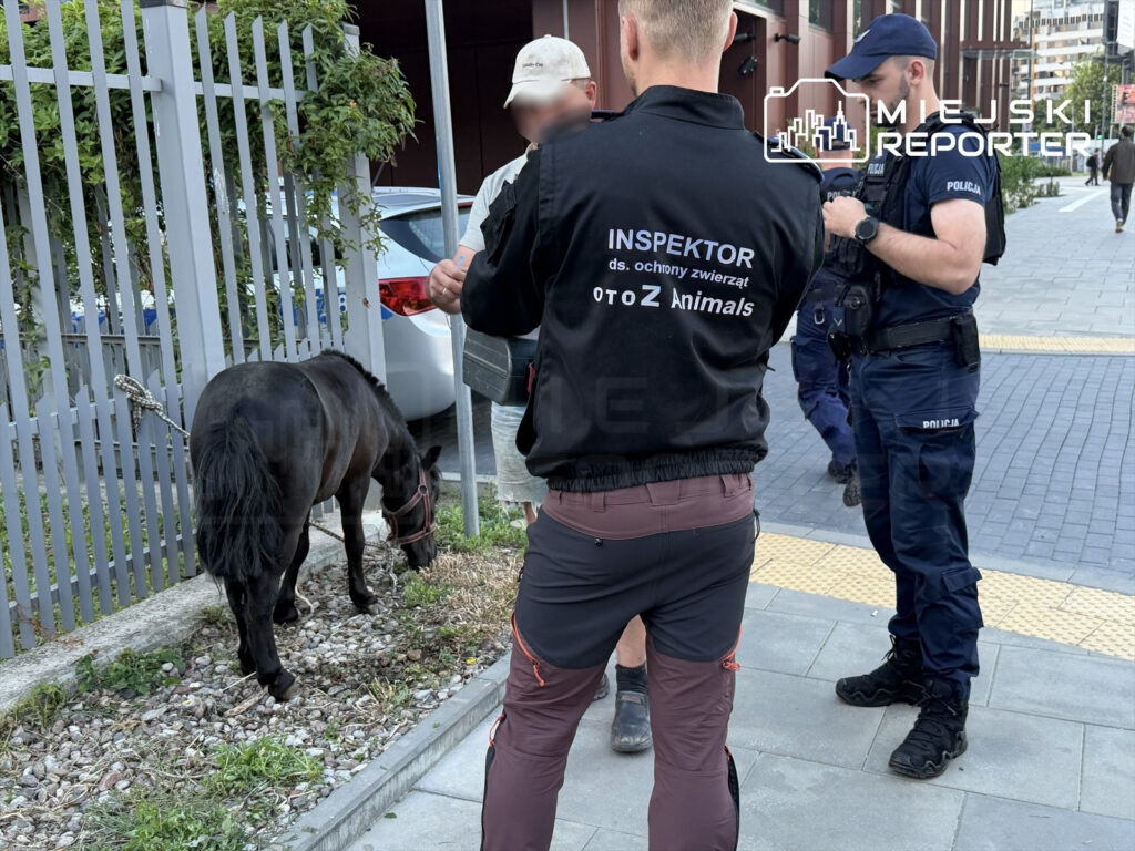 Inspektor ochrony zwierząt rozmawia z policjantami, podczas gdy mały czarny koń stoi na smyczy obok.