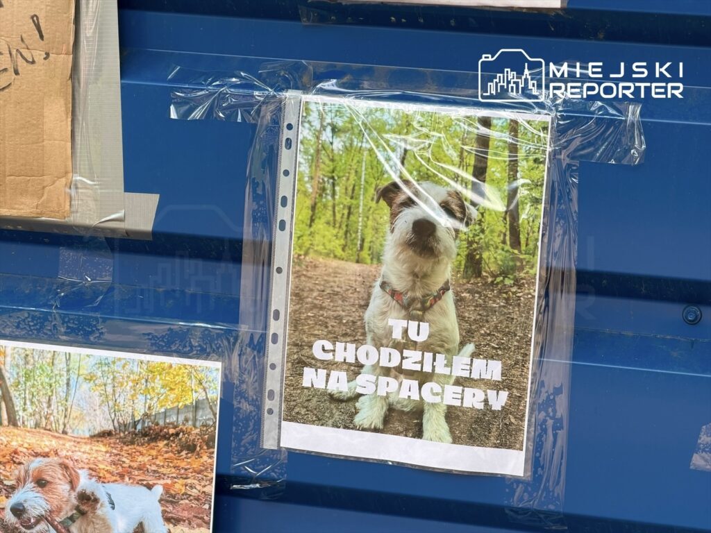 Plakat z psem na tle zielonego lasu, z napisem "TU CHODZIŁEM NA SPACERY".