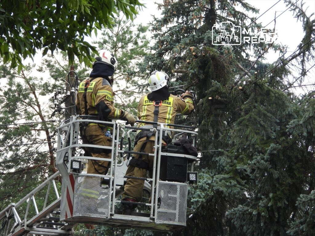 Dwaj strażacy w kaskach, pracujący na podnośniku, usuwają gałęzie z wysokiego drzewa.