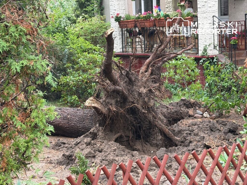 Wysoka sosna z przewróconymi korzeniami leży na ziemi w ogrodzie, obok kwiatów w donicach na balkonie.