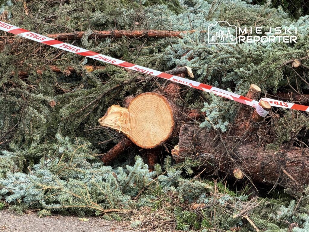 Ścięte pnie drzew oraz gałęzie leżące na ziemi, zabezpieczone taśmą ostrzegawczą.