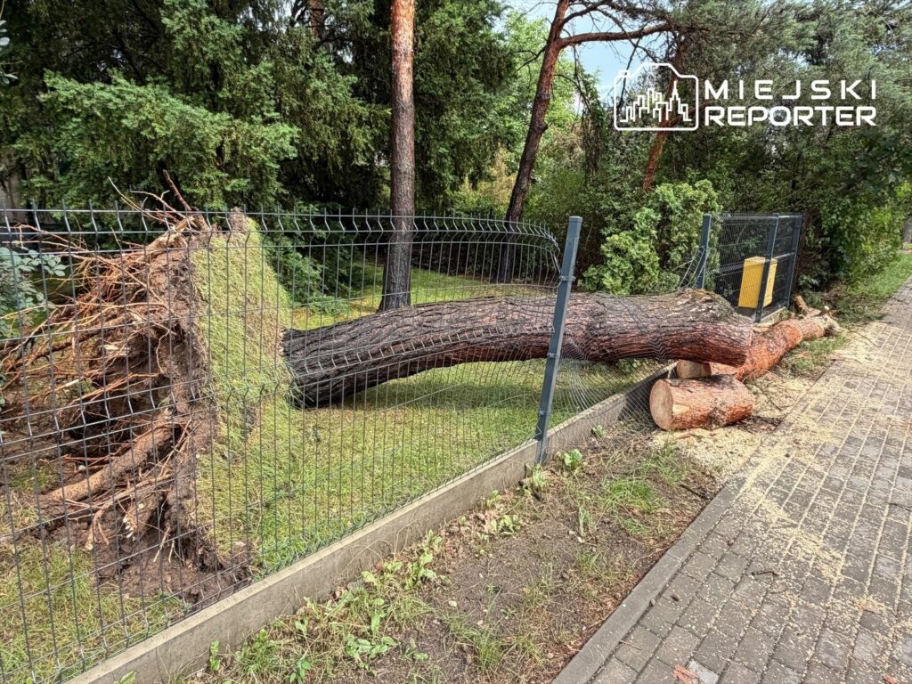 Wielka, przewrócona sosna leży na trawie obok ogrodzenia, odsłaniając korzenie i pień.