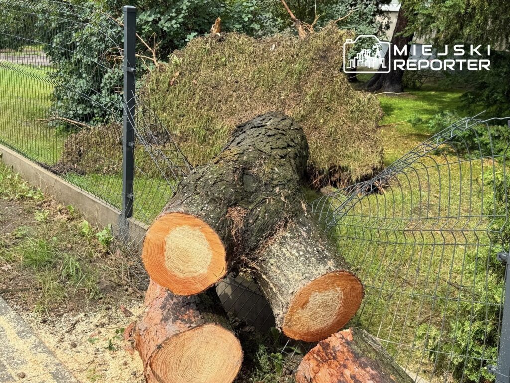 Na trawniku leżą ścięte pnie drzew z widocznymi przekrojami, obok ogrodzenie z siatki.