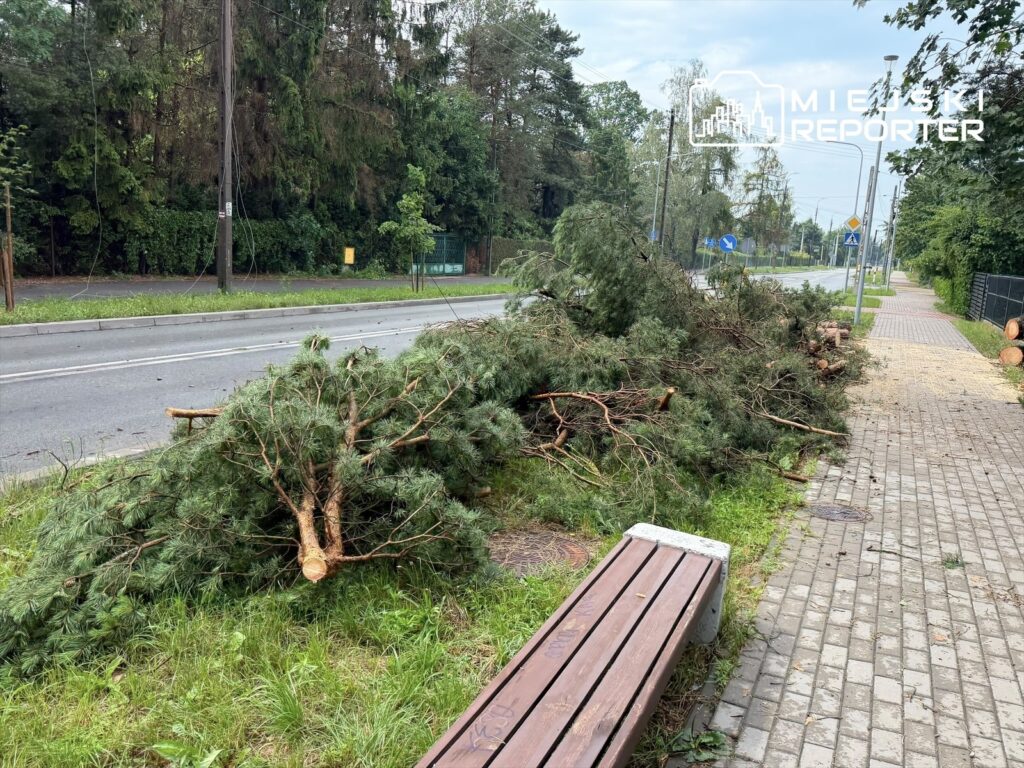 Na chodniku leżą przycięte gałęzie drzew, obok widać pas ruchu oraz zieleń w tle.