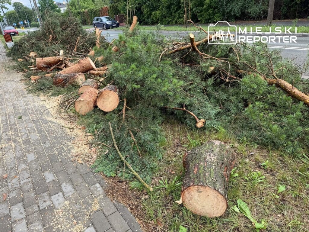 Na chodniku leży stos ściętych gałęzi i pni drzew, obok przejeżdżają samochody. W tle widać zieleń drzew.