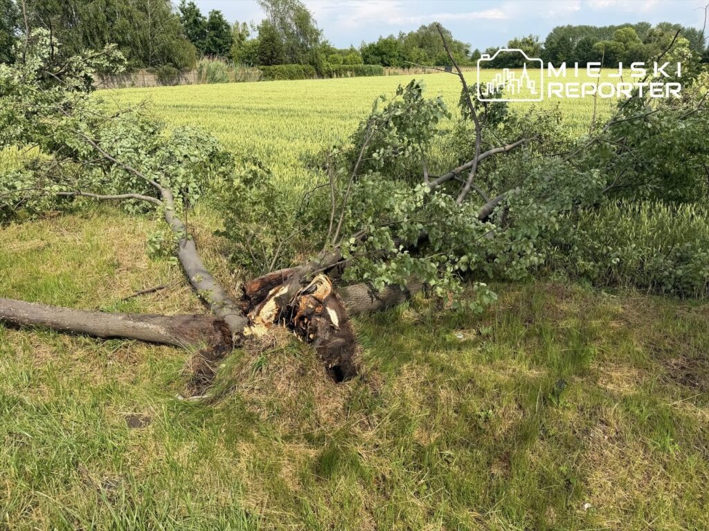 Złamane drzewo leży na trawie obok zielonego pola, otoczone gęstą roślinnością.