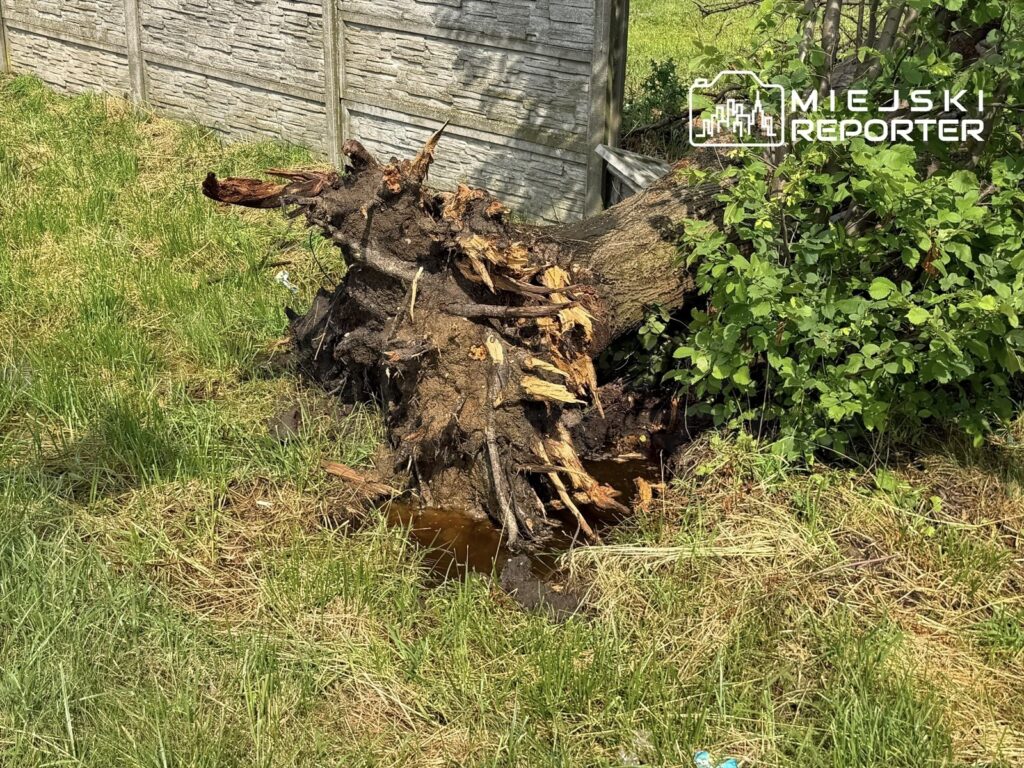 Wielka kłoda z korzeniami leży na trawie obok ogrodzenia, w otoczeniu zielonej trawy i krzewów.