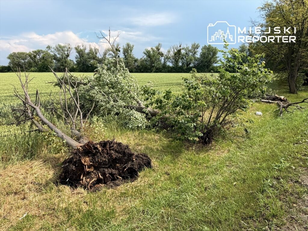 Powalone drzewa z widocznymi korzeniami leżą na trawie obok zielonego pola, w tle drzewa liściaste.