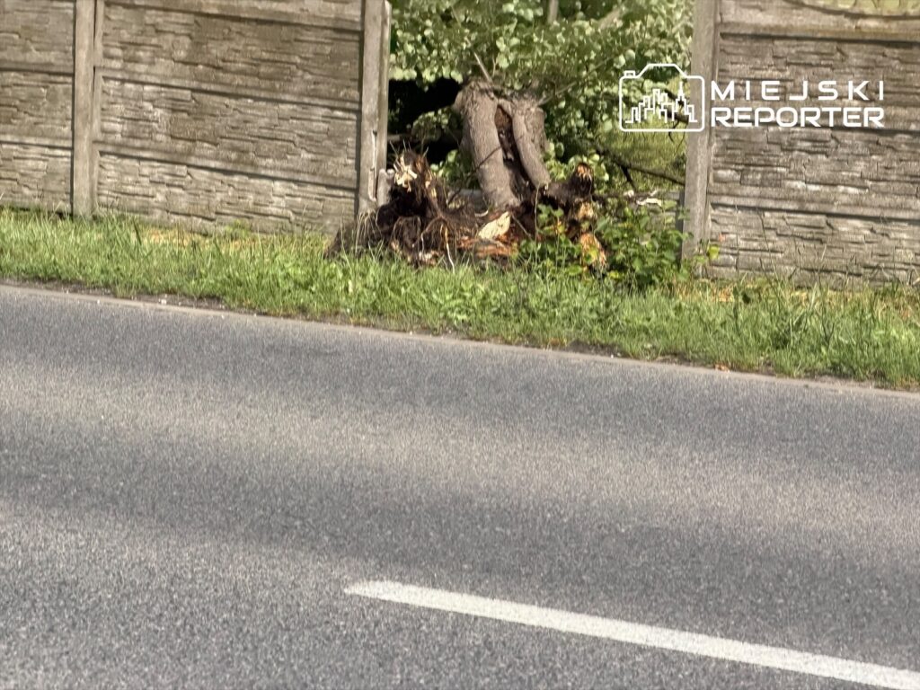 Wyrwany pień drzewa leży przy betonowym ogrodzeniu, obok trawnika i asfaltowej drogi.