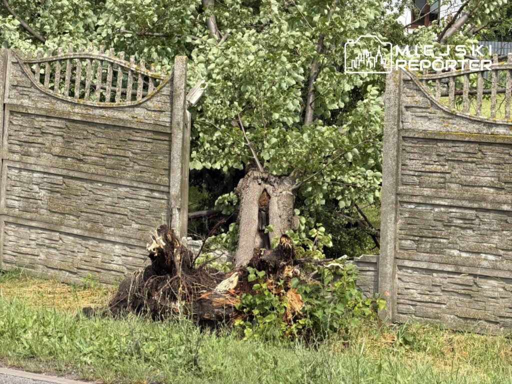 Wyrwany korzeń drzewa leżący obok ogrodzenia z kamiennej faktury, otoczony zielonymi krzewami.