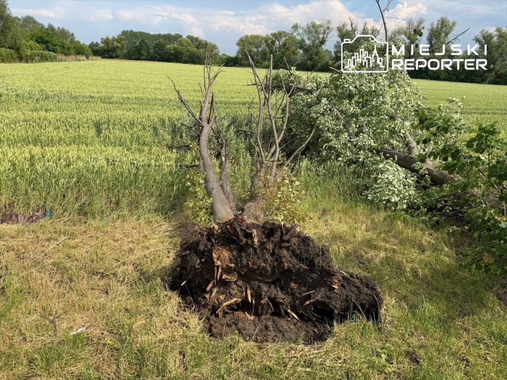 Wyrwany z korzeniami, uschnięty pień drzewa leży na łące obok pola z zielonym zbożem.