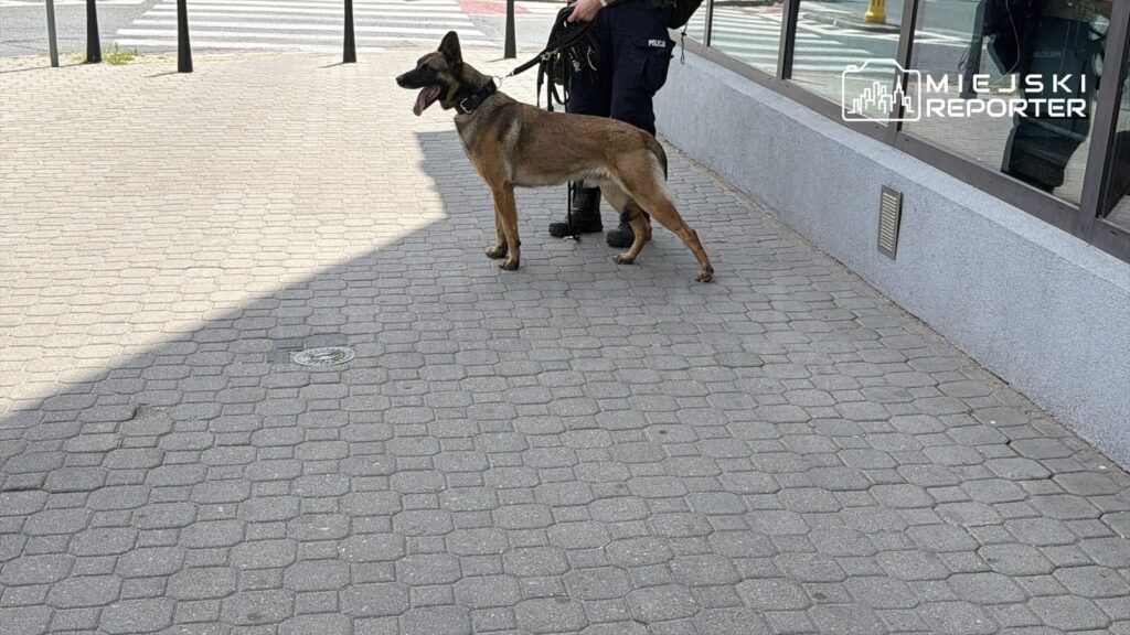 Policjant z psem policyjnym stoi na chodniku w mieście, obok przeszklonej fasady budynku.