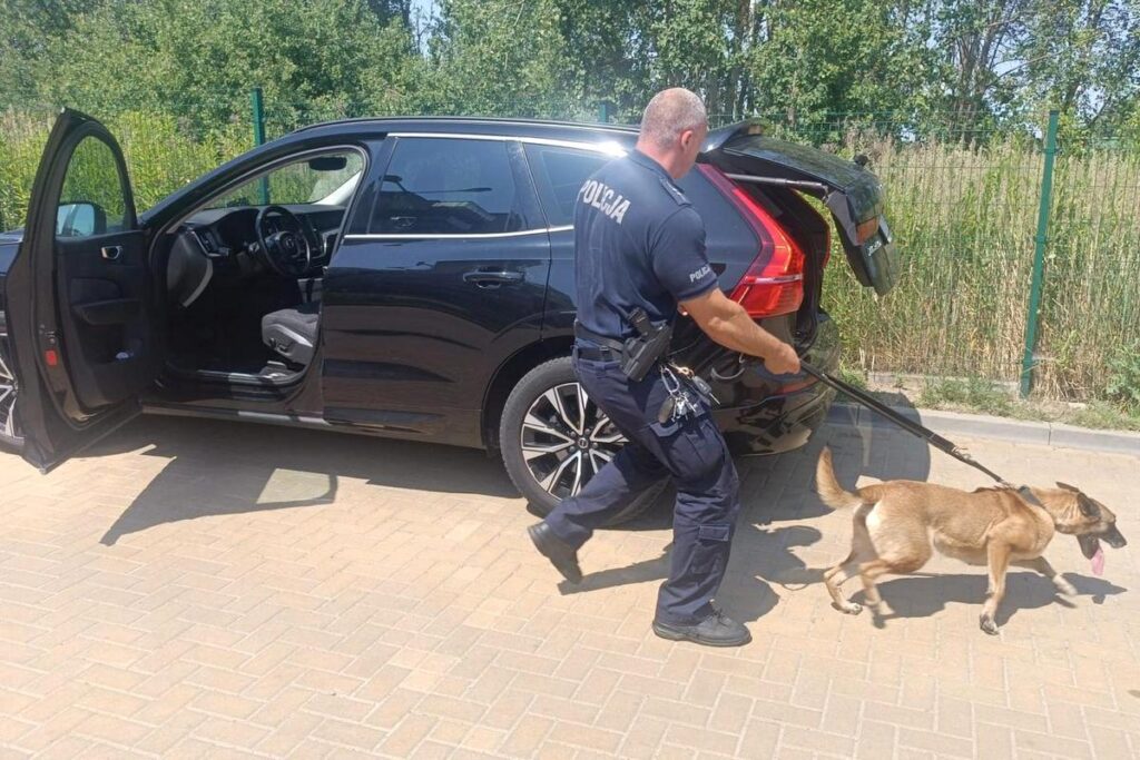 Policjant prowadzący psa policyjnego przy otwartym bagażniku czarnego samochodu na tle zieleni.