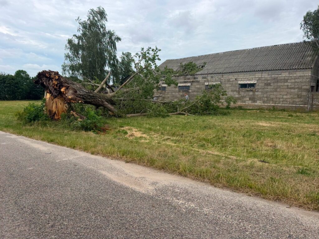 Powalony na ziemię, duży pień drzewa leży obok budynku gospodarczego na tle zielonej łąki.