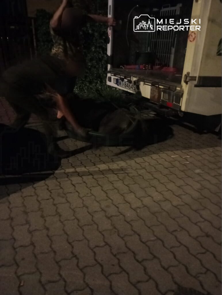 Dwaj mężczyźni próbują załadować dużego psa do samochodu dostawczego w nocy na brukowanej ulicy.