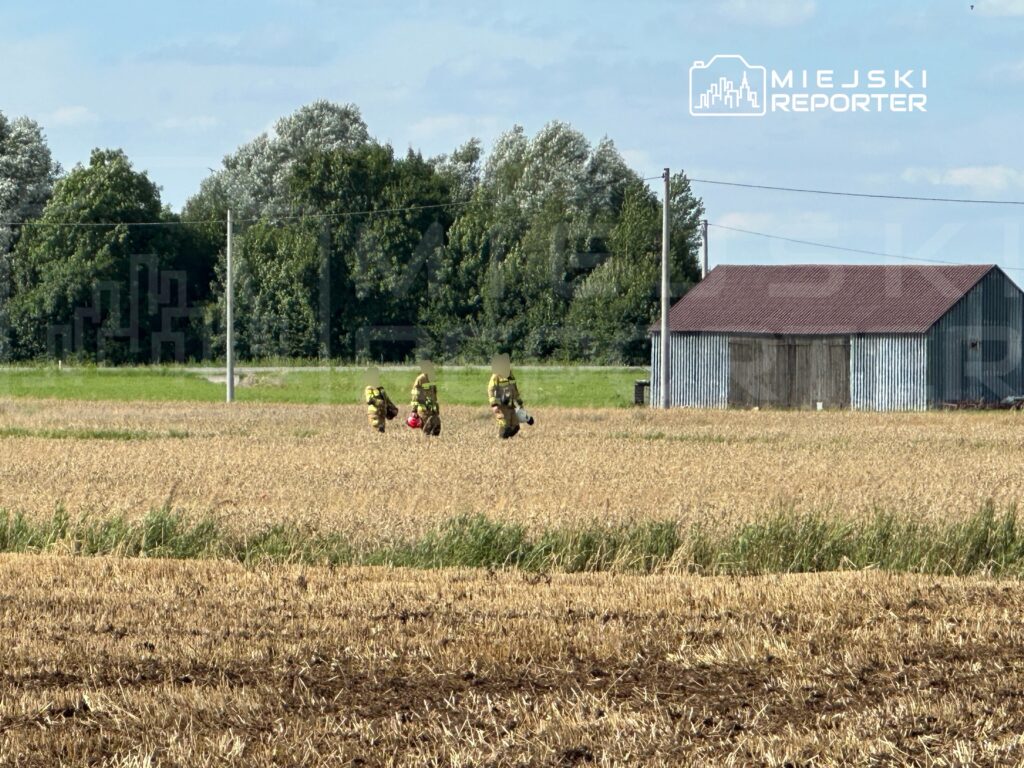 Grupa strażaków w mundurach idzie przez zbożowe pole w kierunku drewnianego budynku.