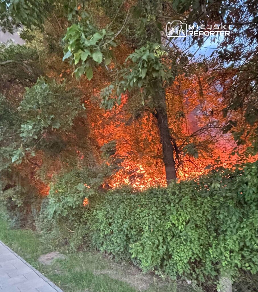 Płonące zarośla w otoczeniu zielonych krzewów, na tle ciemnego nieba.