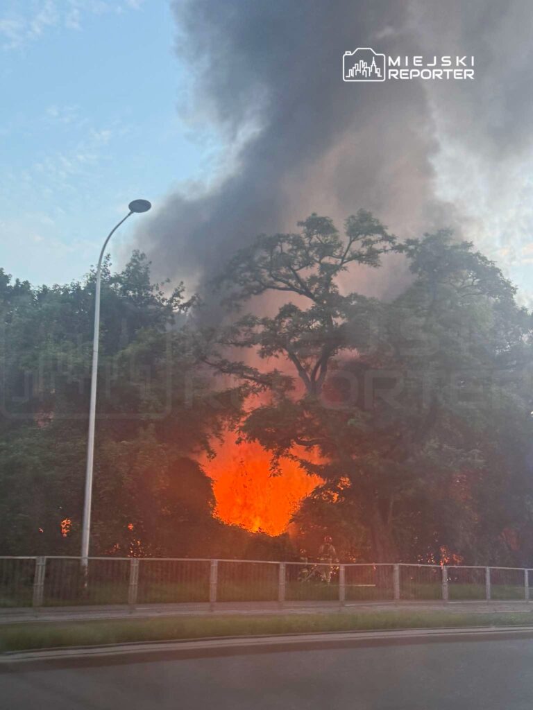 Ogień trawi drzewa w parku, a strażacy walczą z płomieniami w tle gęstego dymu.