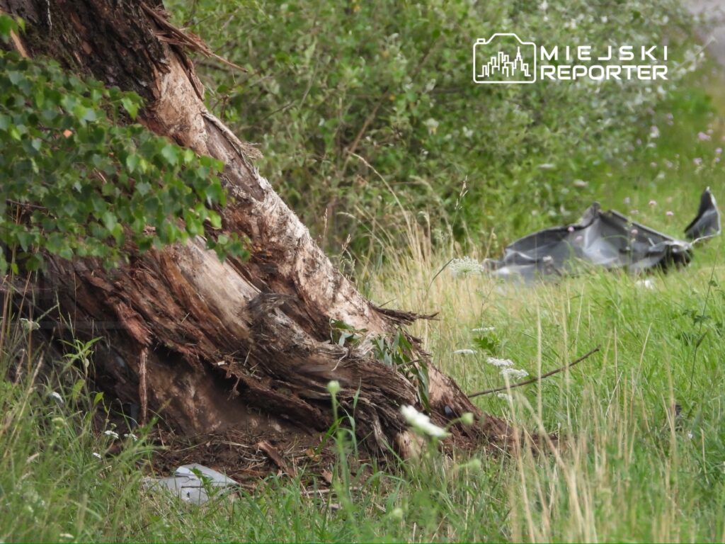 Wysoka brzoza z uszkodzoną korą rośnie w trawie obok fragmentu metalowego przedmiotu.