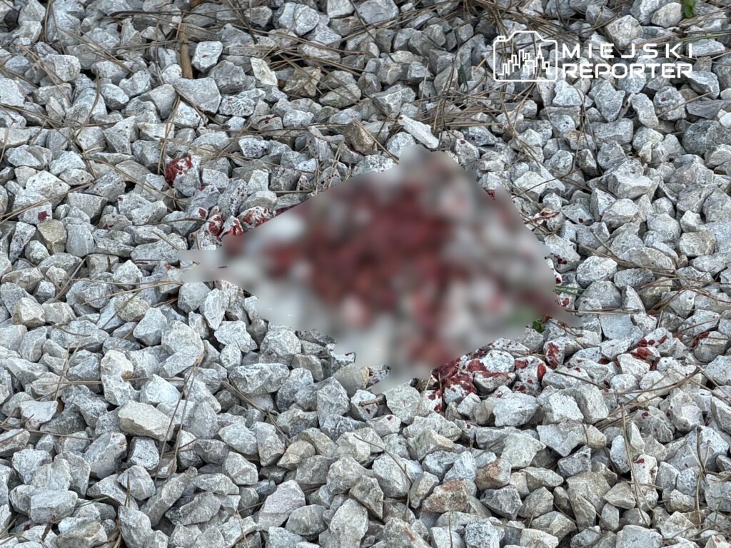 Czerwone plamy na szarych kamieniach, otoczone suchą trawą i igliwiem.
